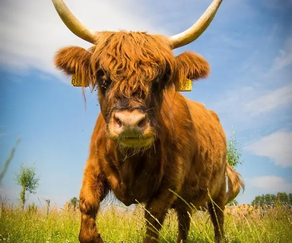 Couette-café Bos En Weide