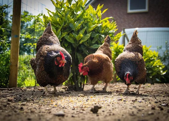 Couette-café Bos En Weide Boxtel